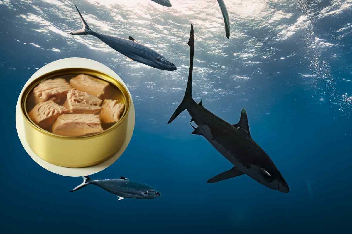 Tonno in scatola quale scegliere